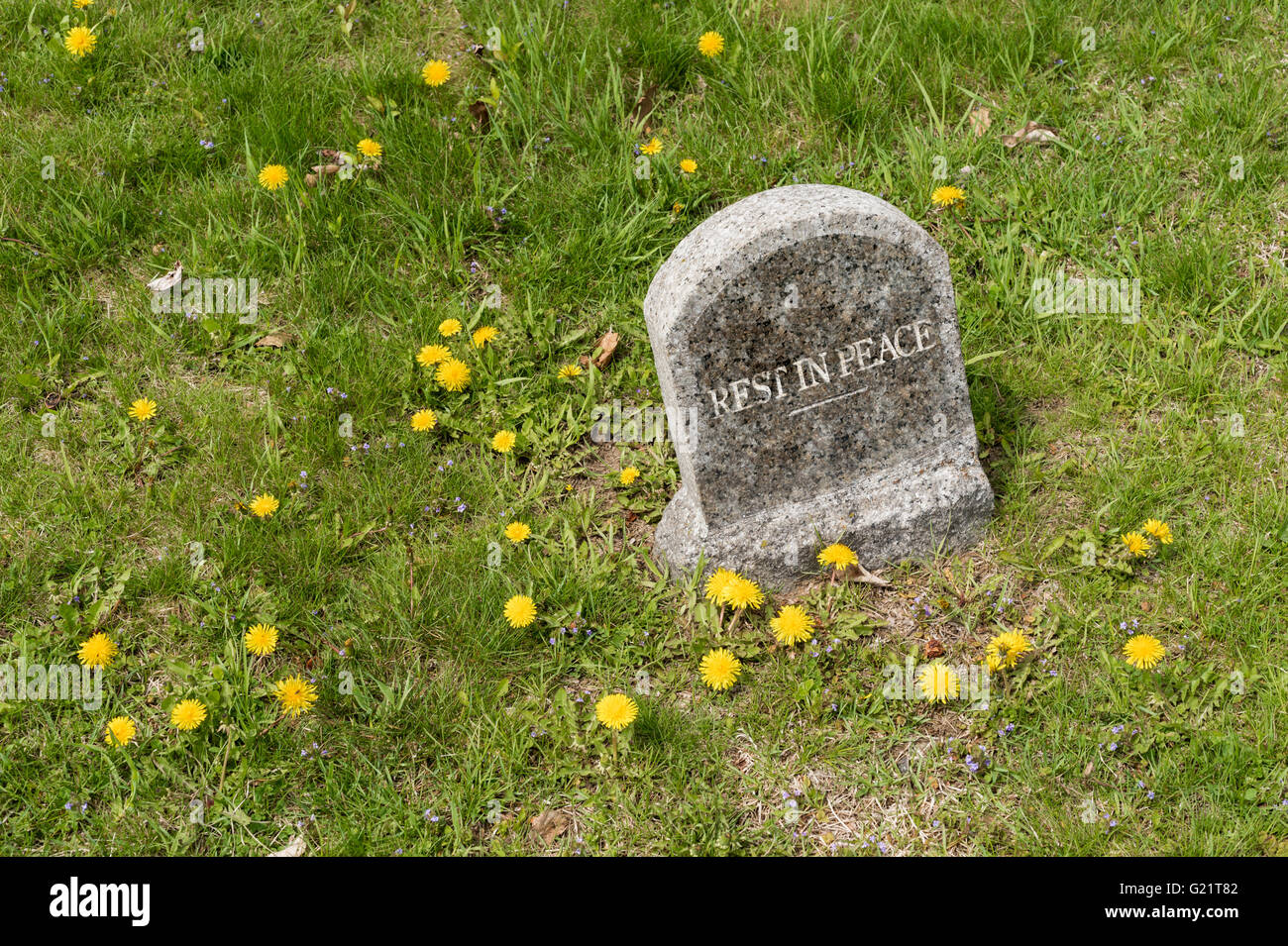 Round top lapide con 'rest in pace' iscrizione e denti di leoni in un cimitero Foto Stock