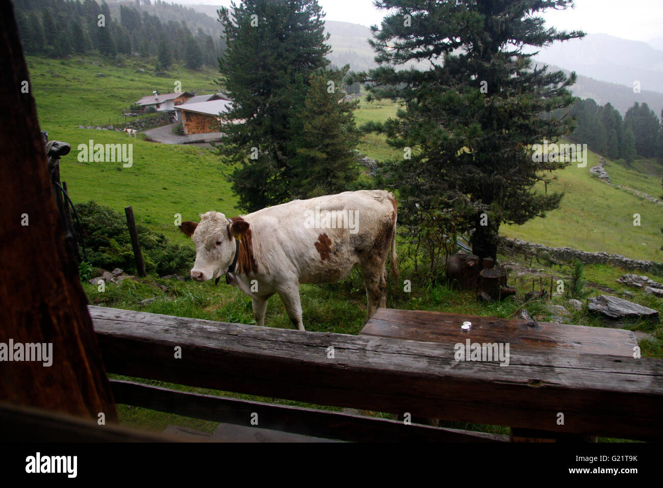 Kuh, Huette, Kreuzjoch, Kitzbuehler Alpen, Oesterreich. Foto Stock