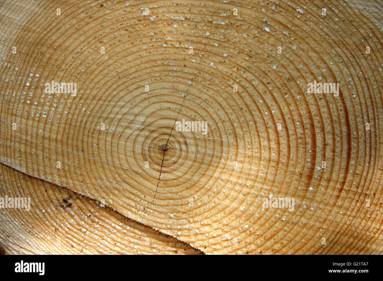 Jahresringe, abgeschlagener Baum, Bayern. Foto Stock