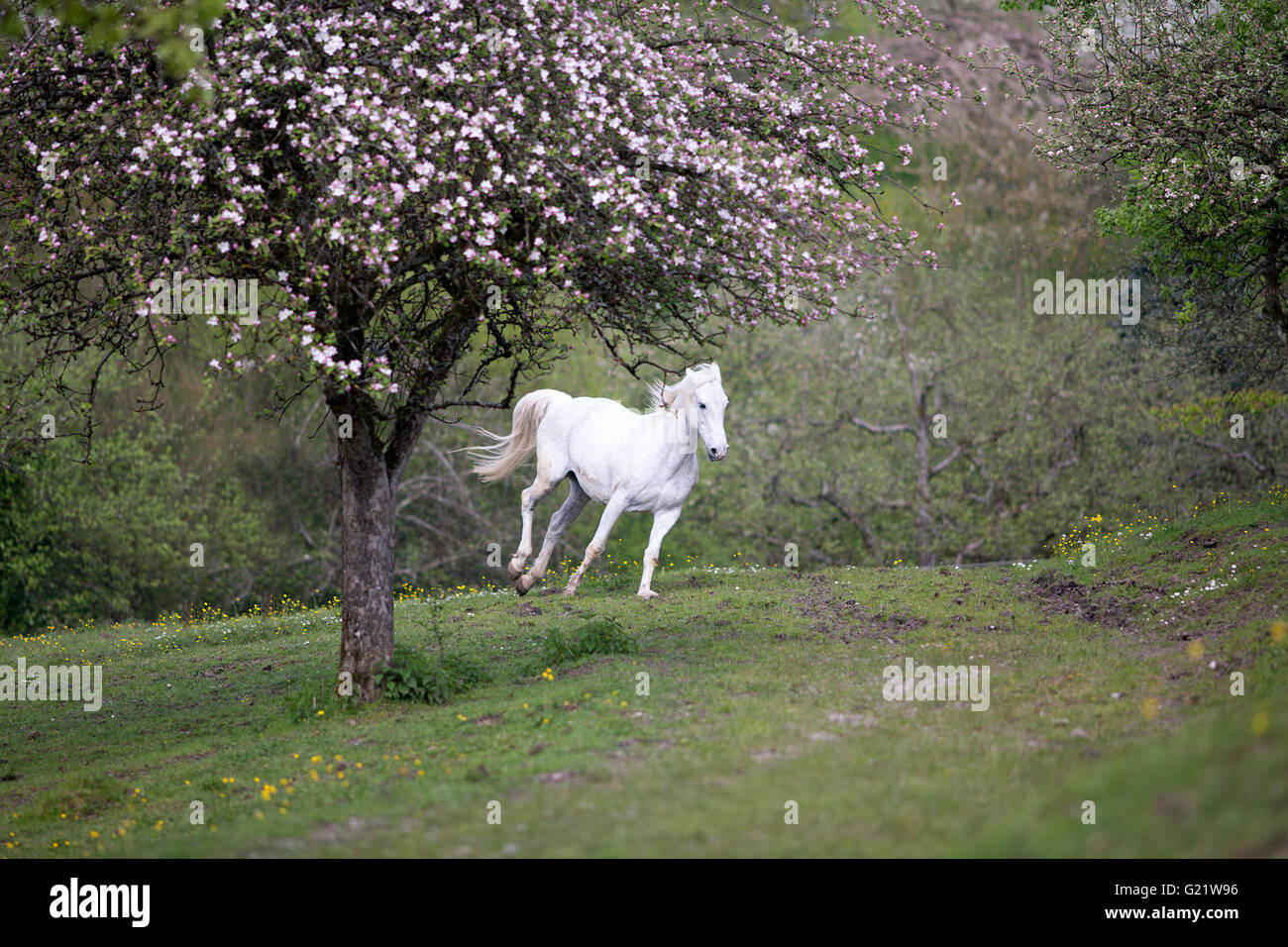 White Horse correre libero tra fiori e alberi in fiore Foto Stock