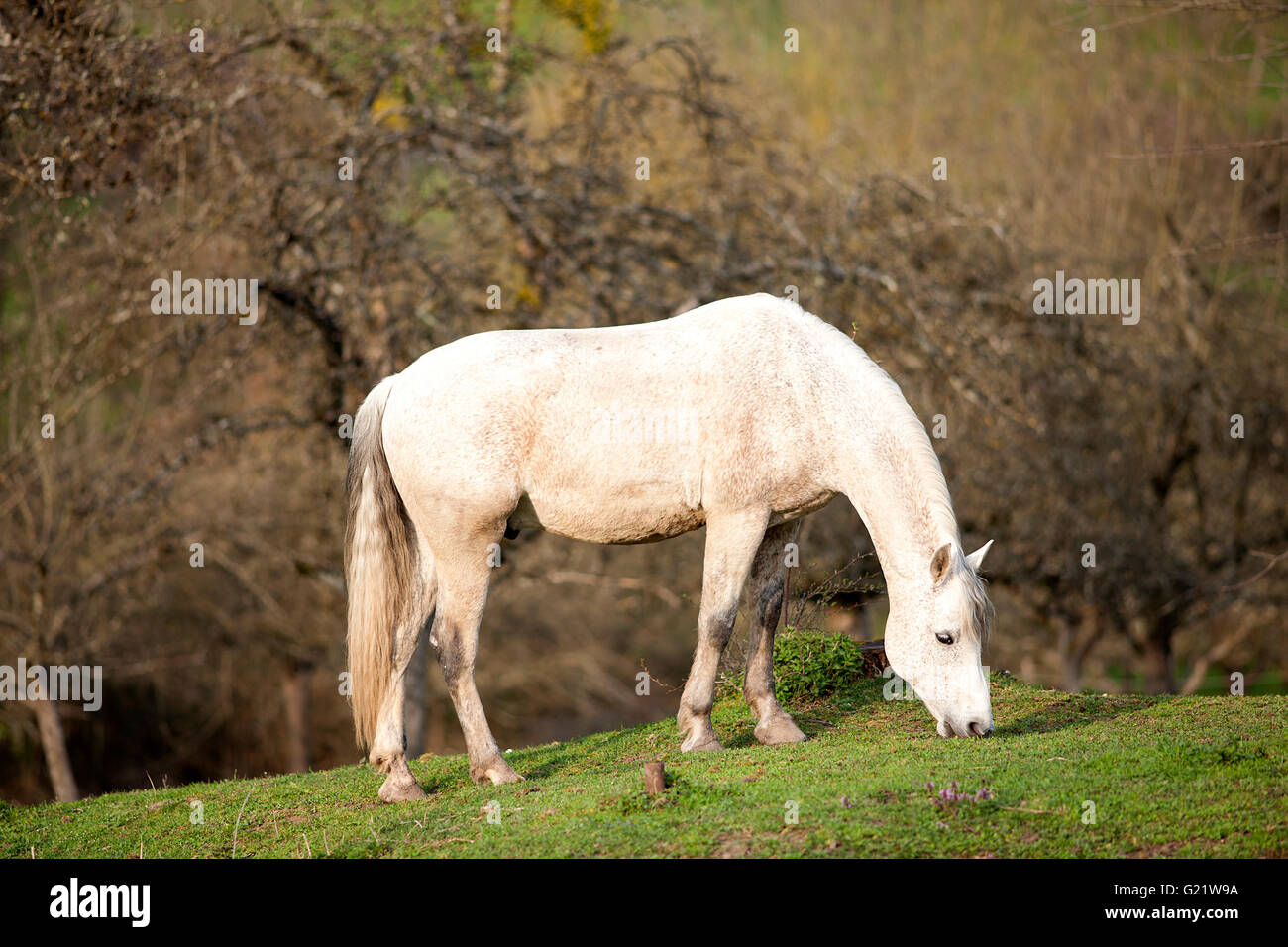 Cavallo in attesa al di fuori del ritratto, fleabitten andaluso di colore grigio Foto Stock