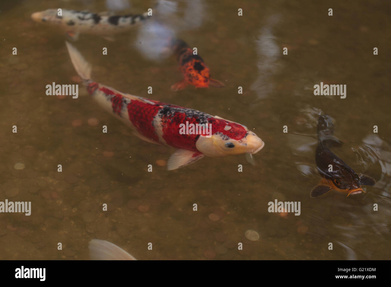 Uno spettacolare pesce Koi, Cyprinus carpio haematopterus, mangiare in un koi pond in Giappone Foto Stock