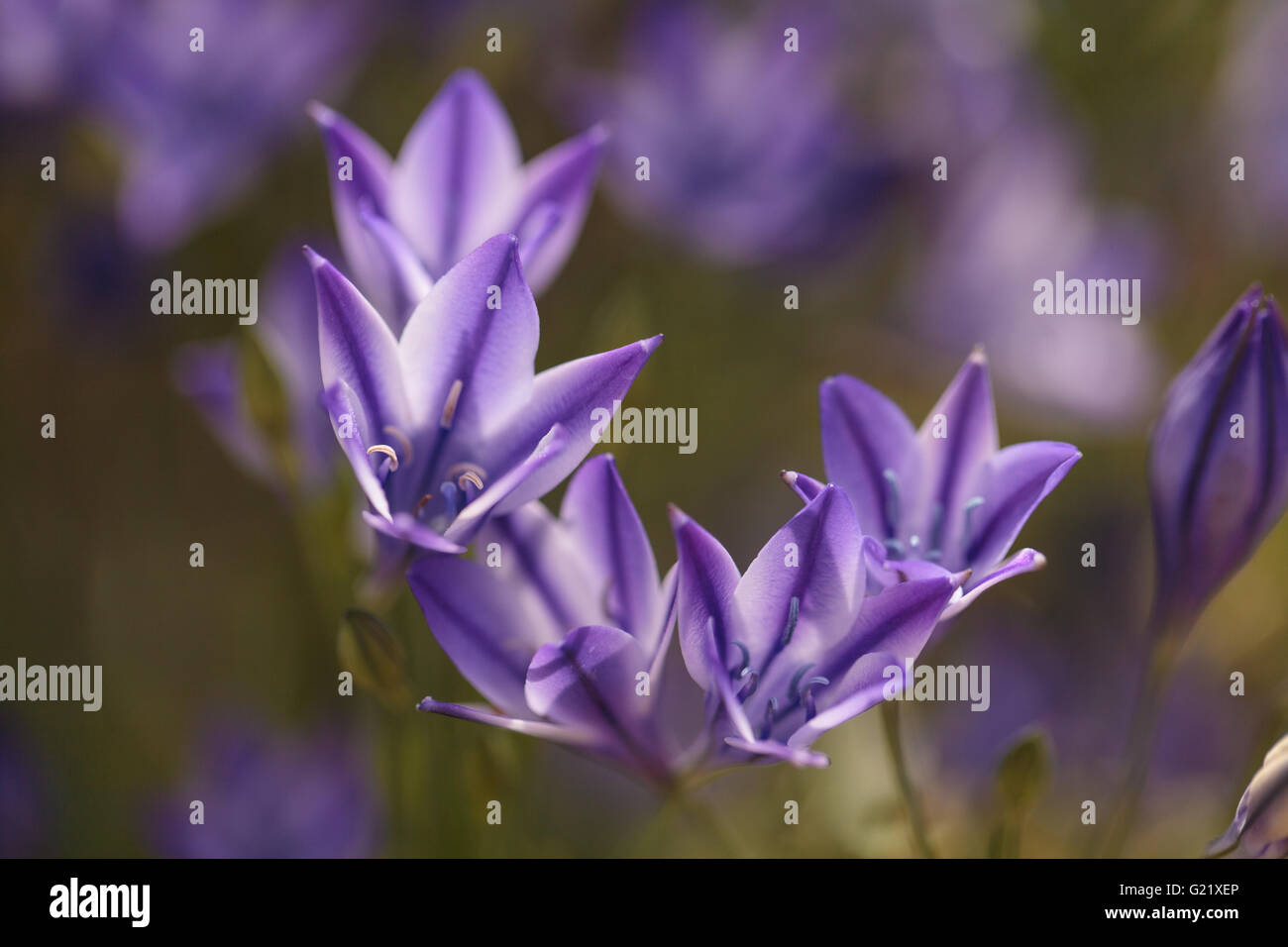 Blu porpora Agapanthus fiori fioriscono su uno sfondo di colore verde in un giardino botanico in primavera. Foto Stock