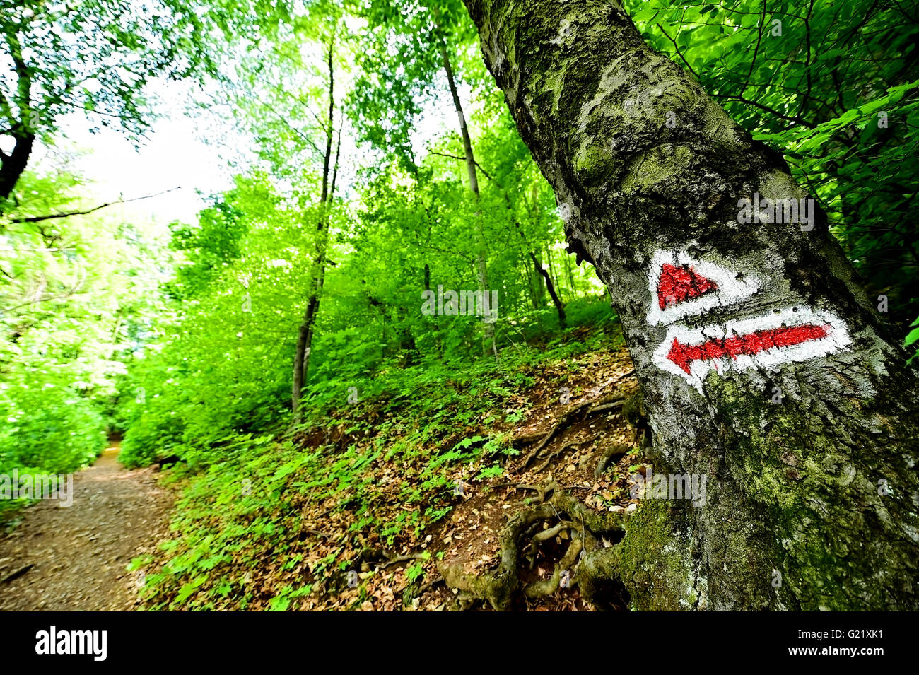 Escursionismo triangolo rosso Vernice per marcatura su di un sentiero nel bosco Foto Stock