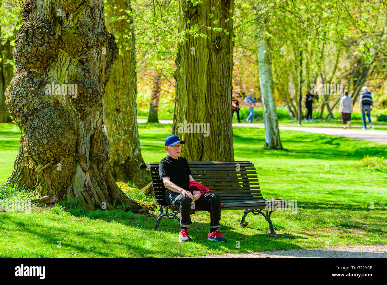 Ronneby, Svezia - 8 Maggio 2016: maschio senior persona seduta nell'ombra su una panchina nel parco sotto un grande albero. Persone reali in everyd Foto Stock