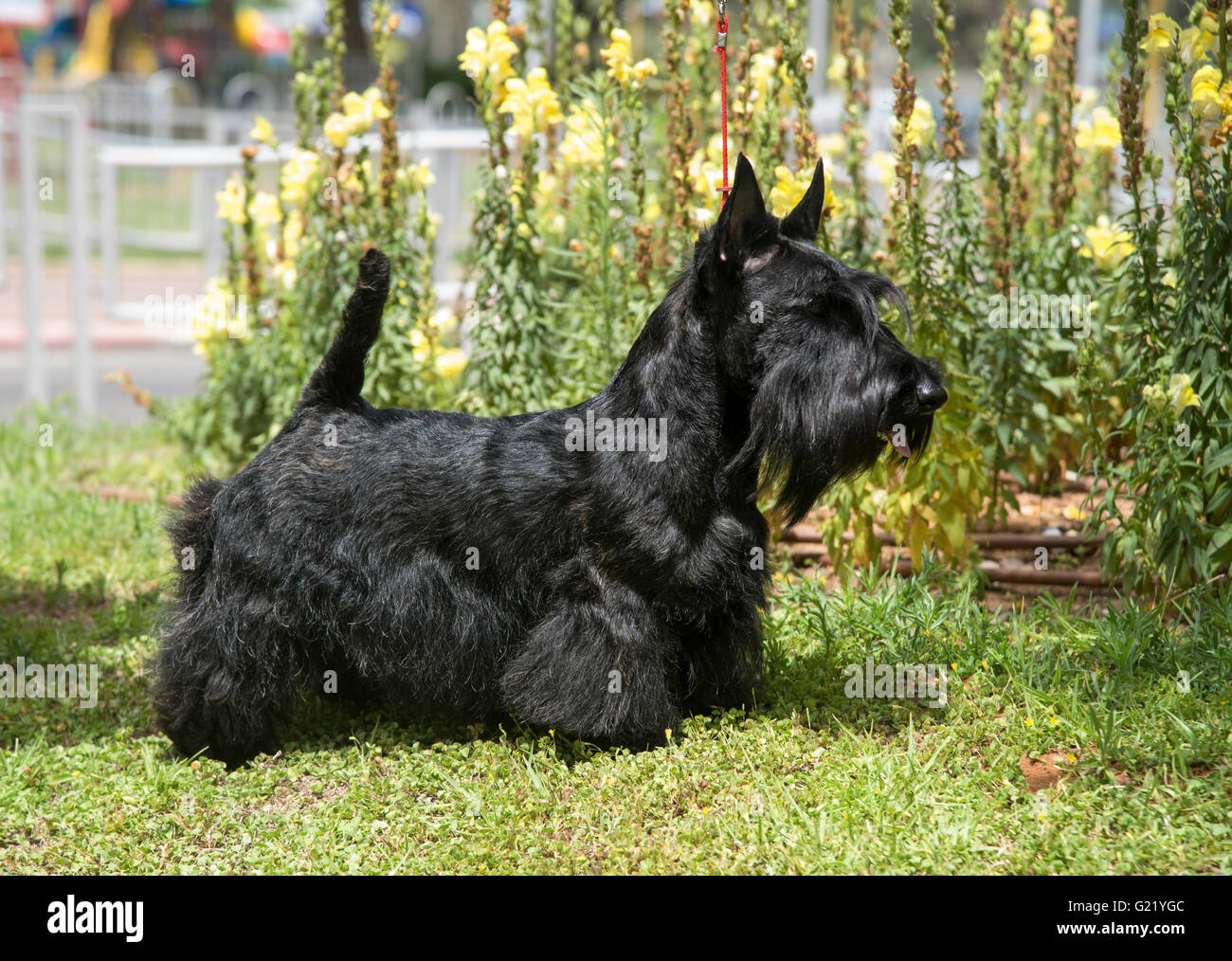 Scottish Terrier pedigree cane fotografato all'aperto Foto Stock
