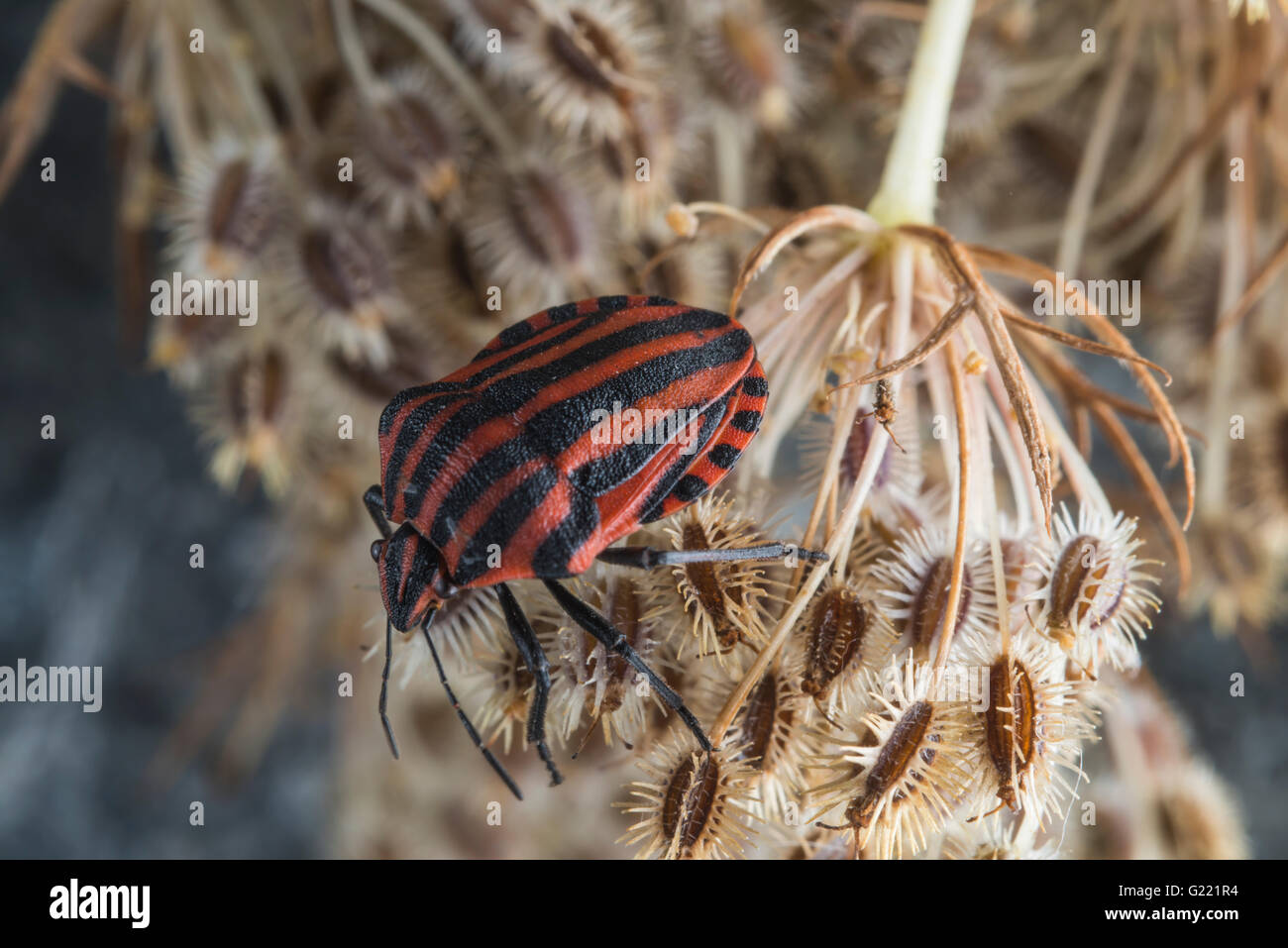 Red striped Graphosoma lineatum/Graphosoma semipunctatum su impianto Foto Stock