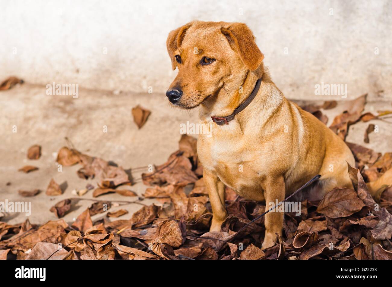 Simpatico cane marrone giacente su foglie secche sul terreno in autunno. Spazio sul lato sinistro Foto Stock