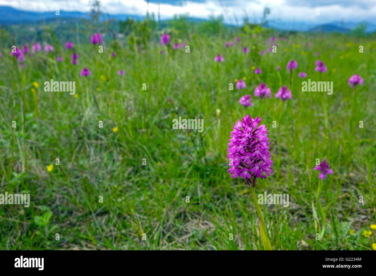 Viola orchidee crescere nel campo verde prato, Languedoc, Herault, Francia Foto Stock