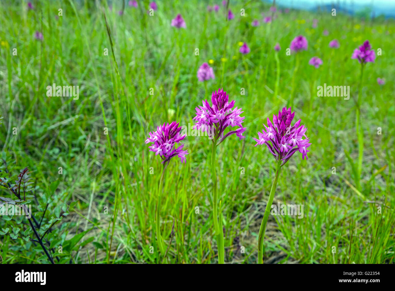 Viola orchidee crescere nel campo verde prato, Languedoc, Herault, Francia Foto Stock