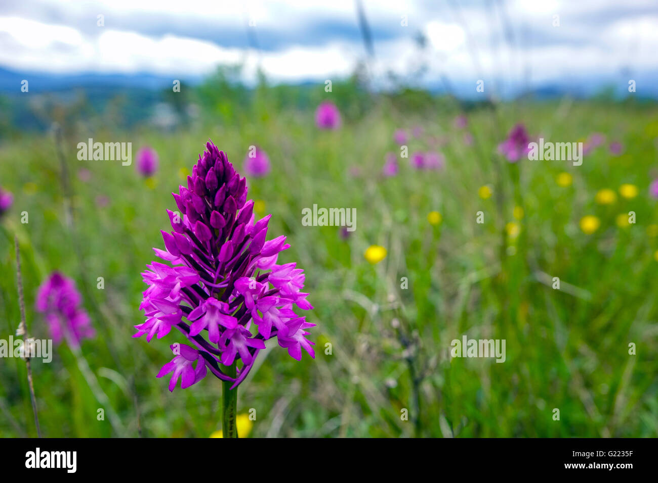 Viola orchidee crescere nel campo verde prato, Languedoc, Herault, Francia Foto Stock