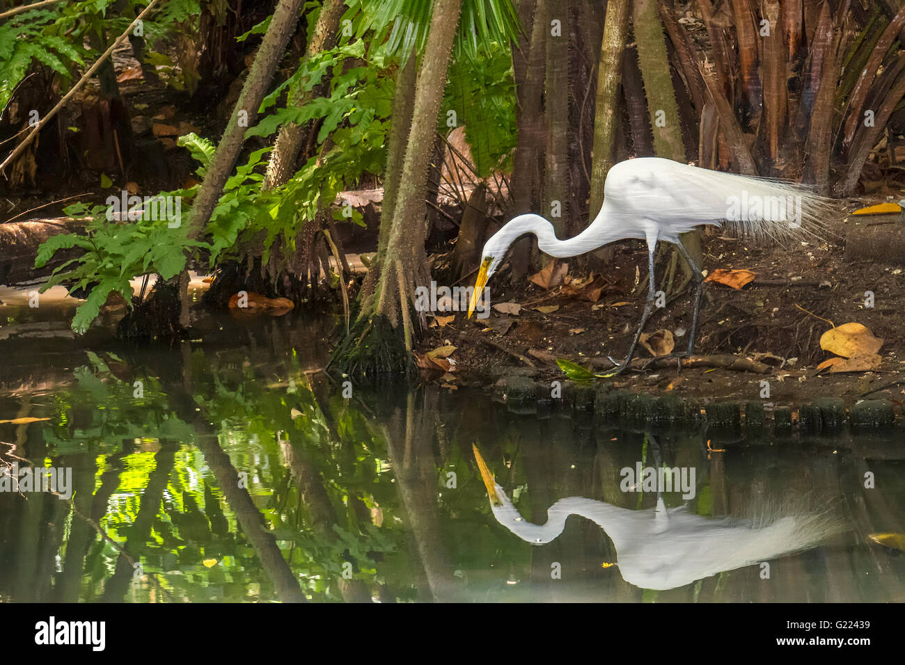 Grande Airone bianco (Ardea alba) Stalking preda Amazon Belem Brasile Foto Stock