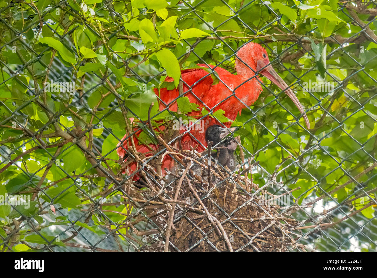 Scarlet Ibis (eudocimus ruber) Allevamento in cattività Belem Brasile Foto Stock