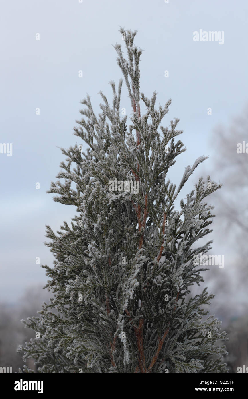 Il pupazzo di neve albero di Natale più sfocati paesaggio invernale Foto Stock