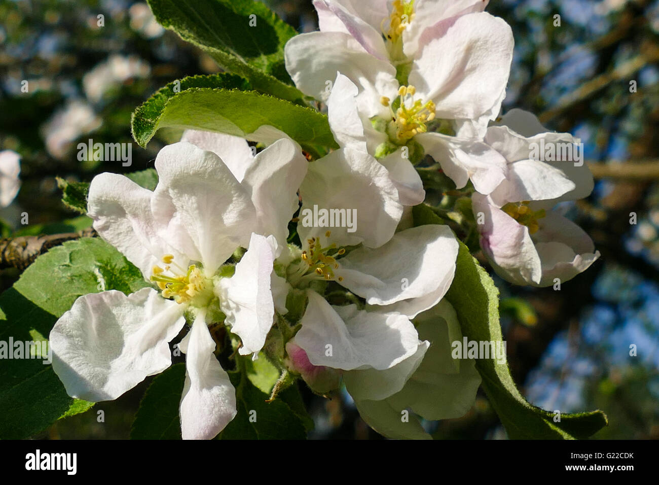 La molla fiori bianchi su un albero di mele Foto Stock