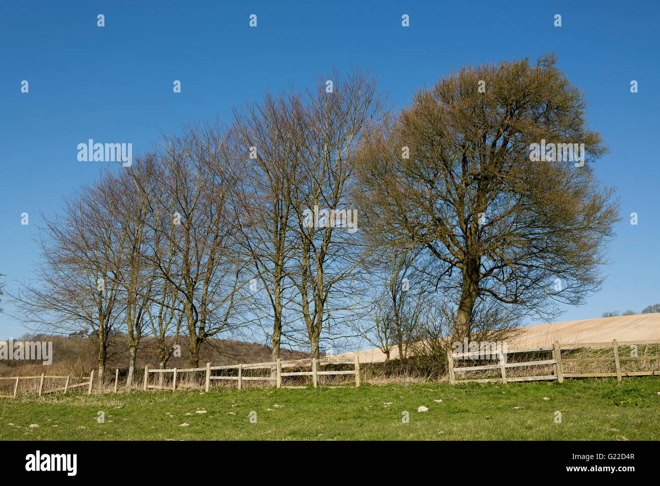 Fila di alberi in un giorno di primavera prima delle foglie hanno pienamente sviluppato Foto Stock