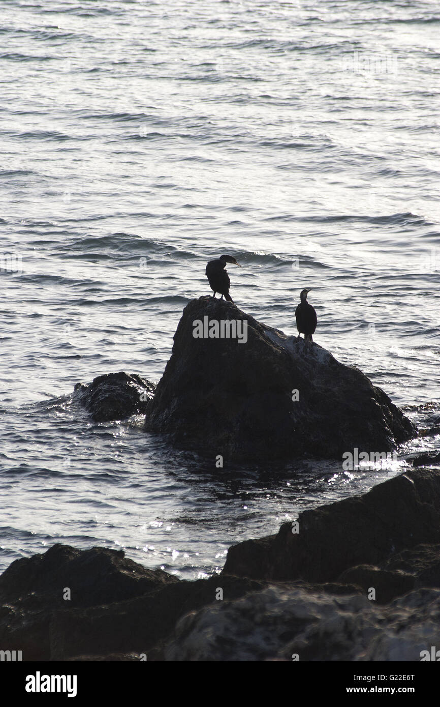 Una poetica stagliano foto di due uccelli su una roccia sul mare, Palma de Mallorca, Spagna, Mare, turismo, vacanze estate Foto Stock