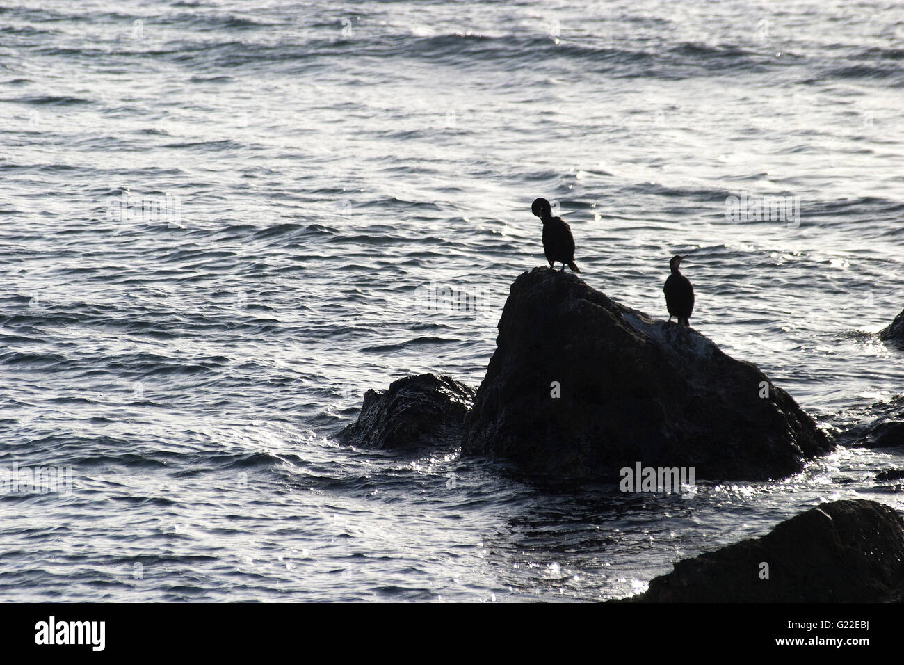 Una poetica stagliano foto di due uccelli su una roccia sul mare, Palma de Mallorca, Spagna, Mare, turismo, vacanze estate Foto Stock