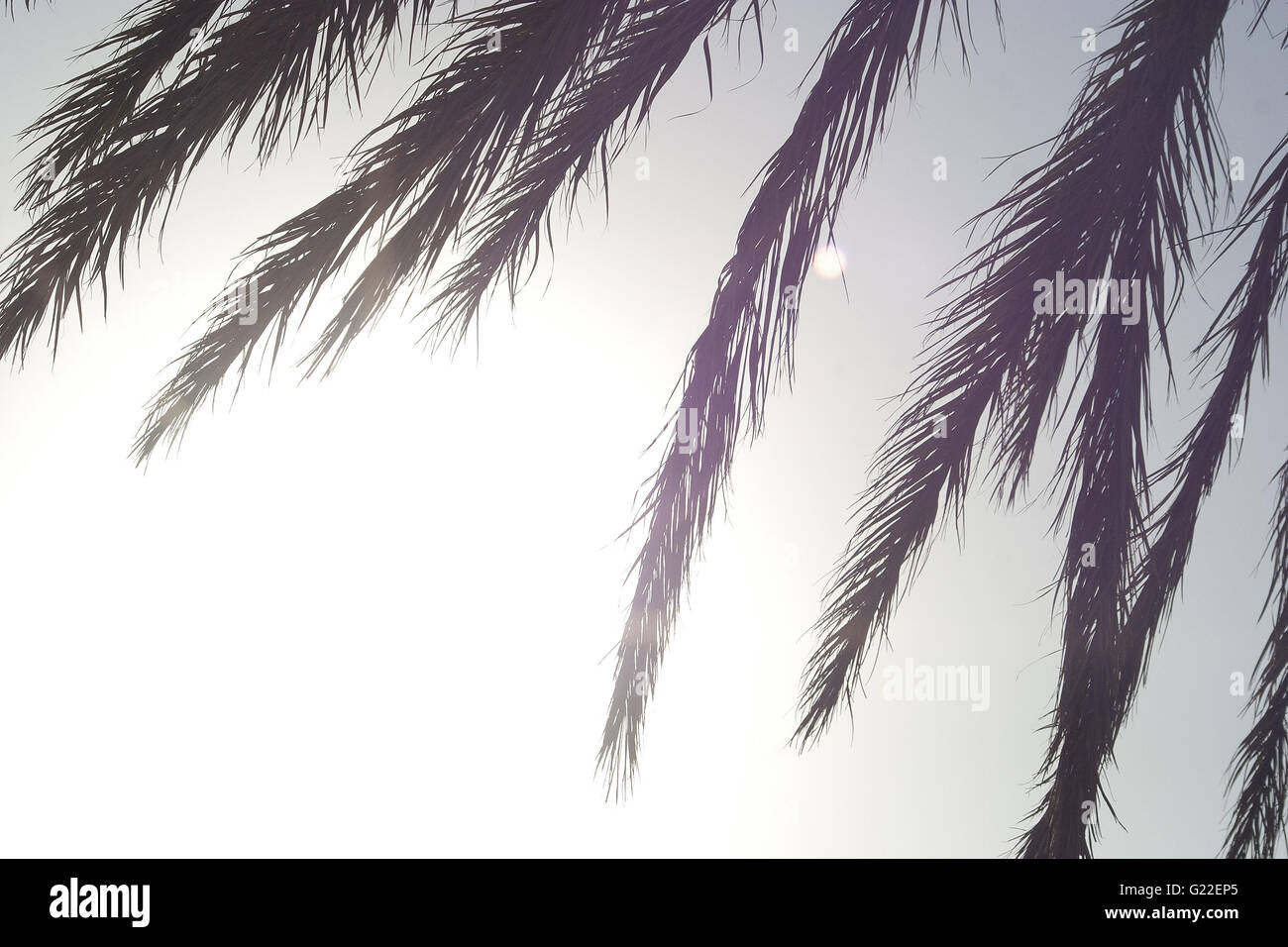 Una bella immagine poetica di Palm tree leafs contro un cielo luminoso nella città di Palma, Palma de Mallorca, Spagna, mare Foto Stock