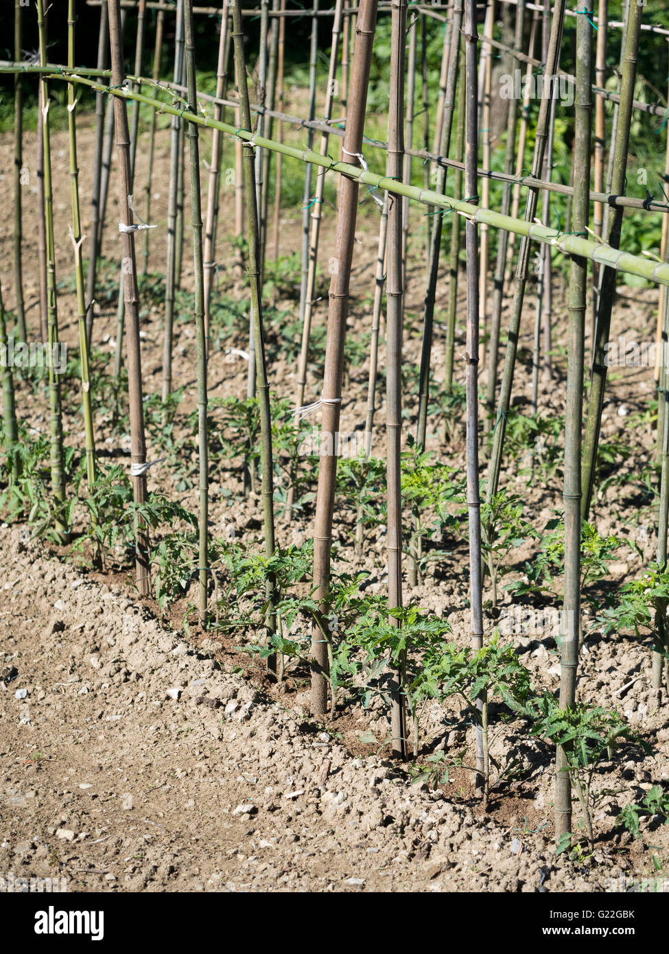 Verdura fresca e active hobby. Spring Garden. Le piante di pomodoro. Foto Stock