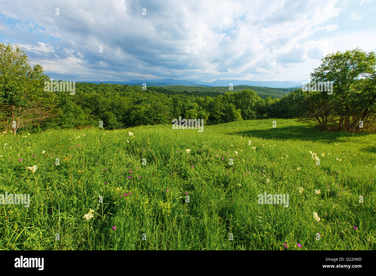 Sky erba verde blu del campo cloud prato prato estate luce solare rurale della campagna impianto nuvoloso paese bellissima natura cloudscape Foto Stock