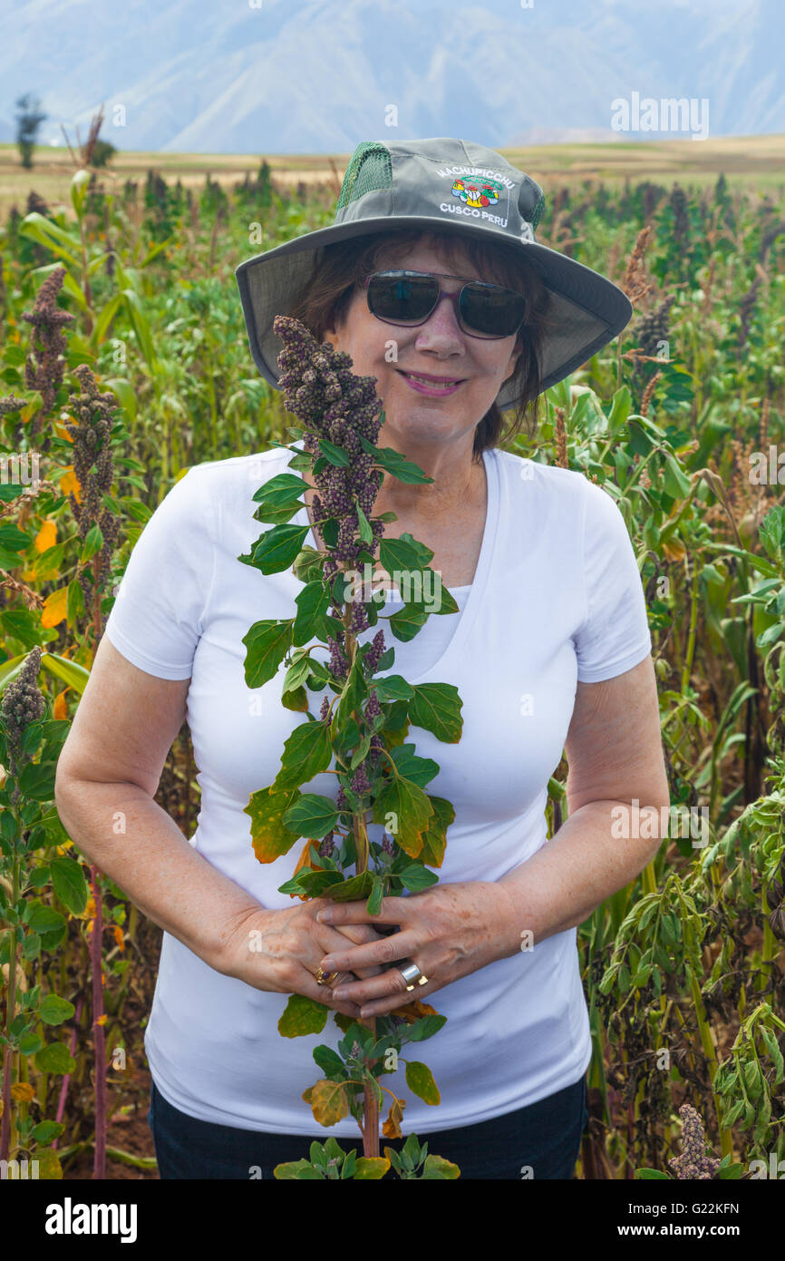 Turista femminile in possesso di una levetta di Quinoa immaturi negli altopiani del Perù Foto Stock