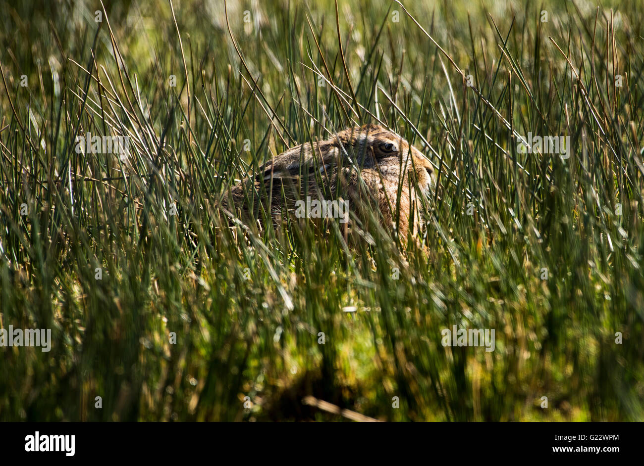 European Brown Hare nascondere in giunchi, Whitewell, Lancashire. Foto Stock