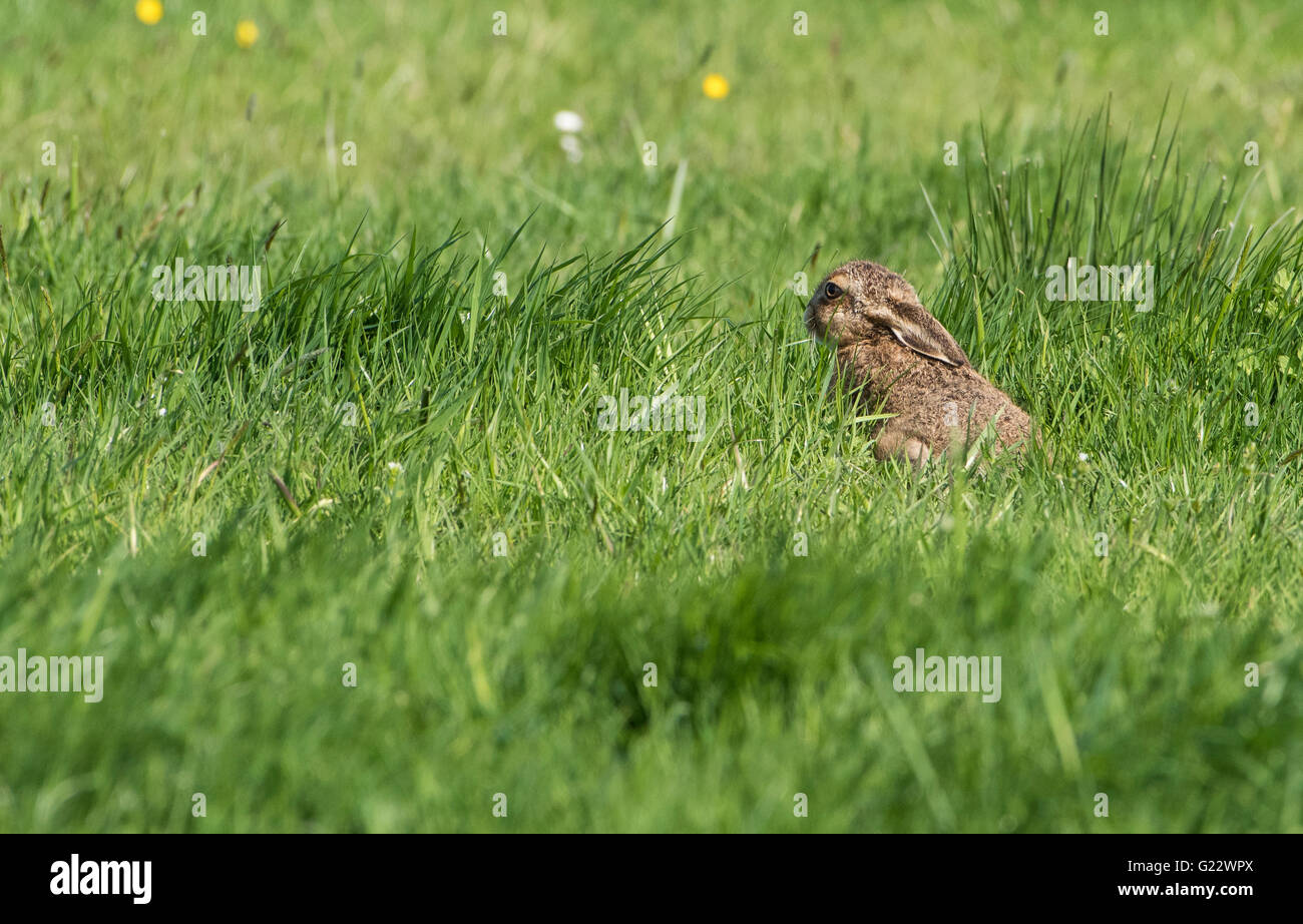 Unione marrone leveret lepre in un campo di erba, Bleasdale, Lancashire. Foto Stock