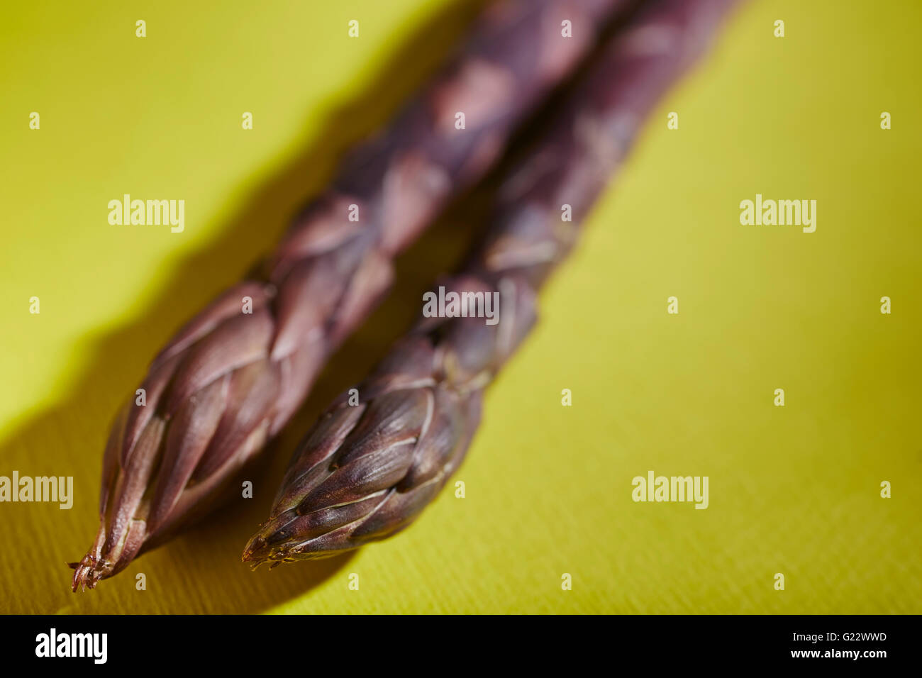 Gli stocchi di fresco, viola gli asparagi dalla Pennsylvania, STATI UNITI D'AMERICA Foto Stock