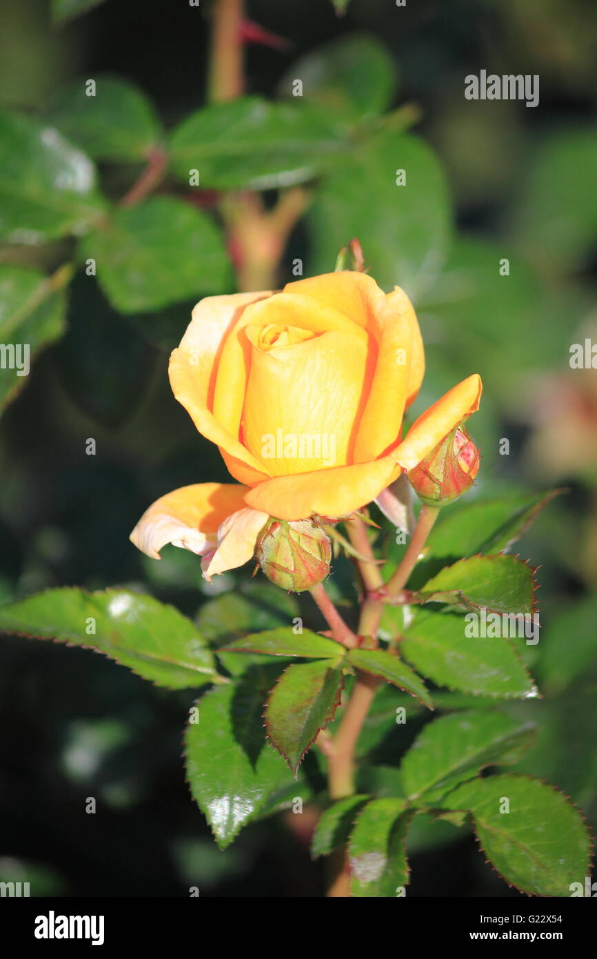 Primo piano di un bel rosa gialla Foto Stock