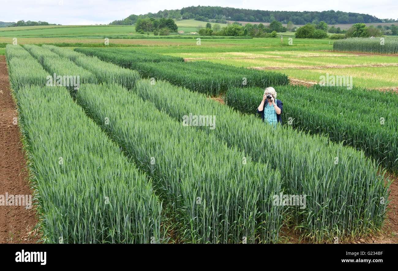 Dornburg, Germania. 23 Maggio, 2016. Una donna fotografie un test del raccolto di frumento invernale su un campo a coltura vegetale stazione di test della Turingia ente di Stato per l'agricoltura in Dornburg, Germania, 23 maggio 2016. La stazione di prova contiene più di 100 disposti trame di prova per cereali, piante oleaginose, piante proteiche, colture energetiche, albero veloce-crescente varietà e medicinali e piante aromatiche. Foto: MARTIN SCHUTT/dpa/Alamy Live News Foto Stock