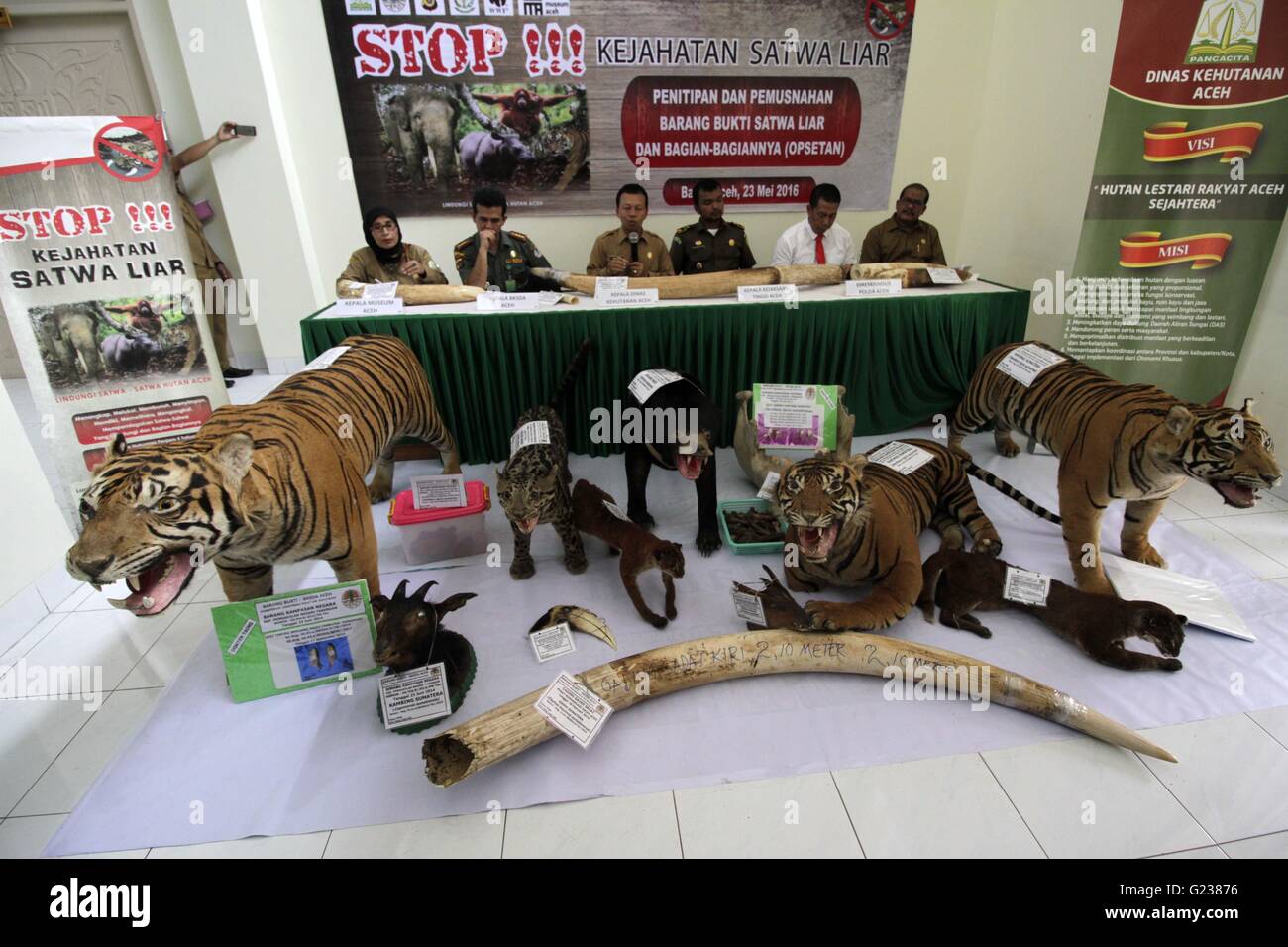 Aceh. 23 Maggio, 2016. Foto scattata il 23 Maggio 2016 mostra alcuni confiscati animale selvatico prodotti visualizzati in Aceh Ministero forestale Office in Banda Aceh, la provincia di Aceh, Indonesia. Il traffico illegale di articoli sono stati confiscati dal Wild Animal bracconieri e illegale di animali selvatici di commercianti di Aceh come governo indonesiano continua la lotta contro il traffico illegale di animali selvatici del commercio sul mercato nero. Credito: Junaidi/Xinhua/Alamy Live News Foto Stock