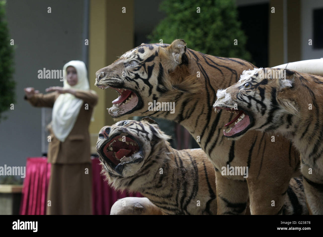 Aceh. 23 Maggio, 2016. Foto scattata il 23 Maggio 2016 mostra alcuni confiscati animale selvatico prodotti visualizzati in Aceh Ministero forestale Office in Banda Aceh, la provincia di Aceh, Indonesia. Il traffico illegale di articoli sono stati confiscati dal Wild Animal bracconieri e illegale di animali selvatici di commercianti di Aceh come governo indonesiano continua la lotta contro il traffico illegale di animali selvatici del commercio sul mercato nero. Credito: Junaidi/Xinhua/Alamy Live News Foto Stock