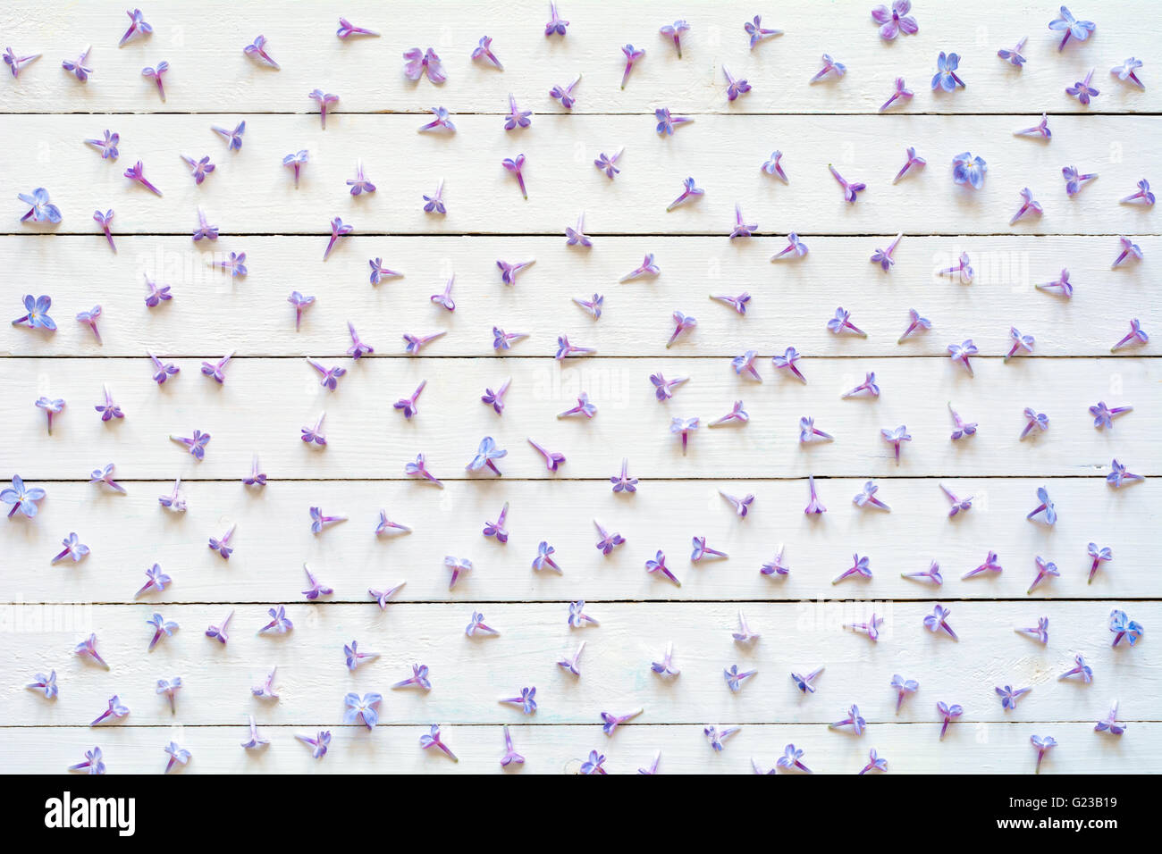 Fiori lilla pattern sul bianco sullo sfondo di legno. Piatto di laici viola fiori lilla su sfondo bianco, laici piatta Foto Stock