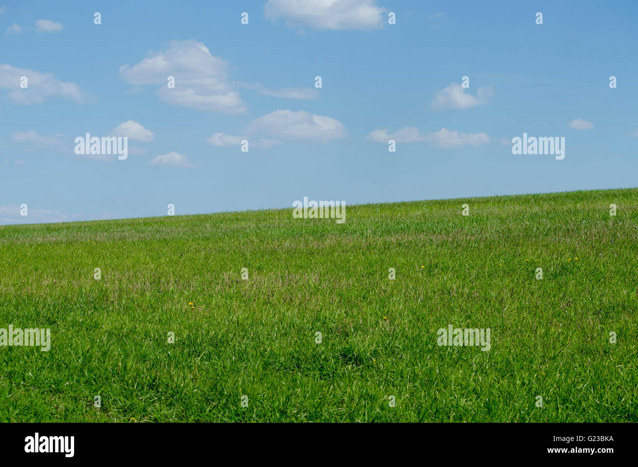 Un paesaggio verde con campo di grano di inverno,un paesaggio, blu, nuvole, verde primavera, il campo, il cielo, frumento, bianco, giovani Foto Stock