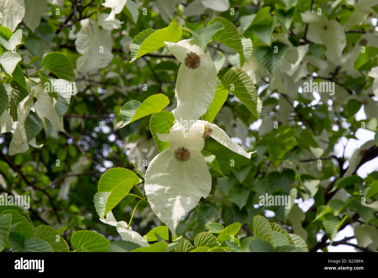 Fazzoletto tree Davidia involucrata Stody Lodge woodland gardens Norfolk può Foto Stock
