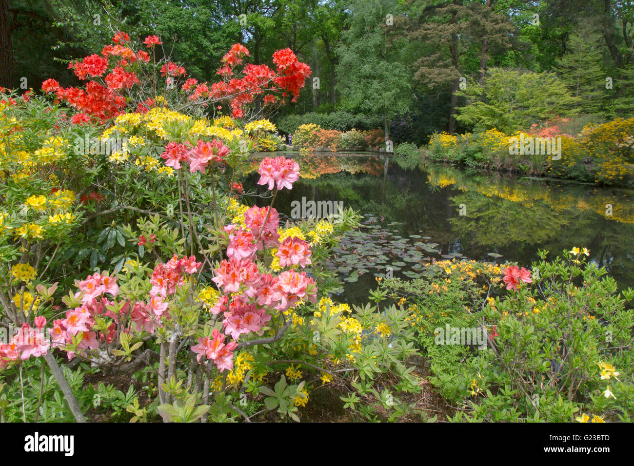 Azalee e rododendri nel bosco Stody Lodge Gardens Norfolk può Foto Stock