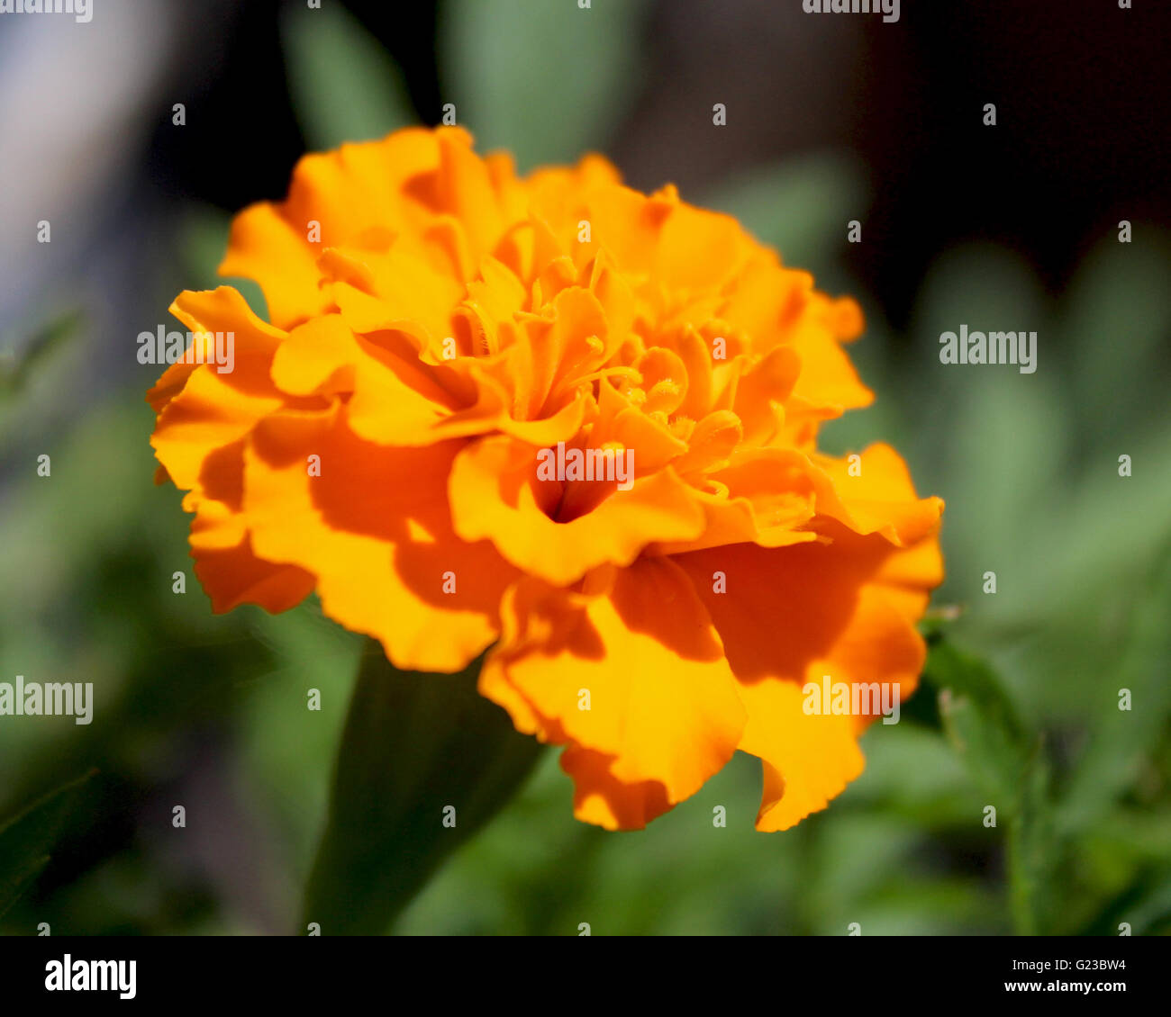 Close up di un arancio brillante francese tagete (Tagetes patula), crescendo in un giardino naturale con sfondo verde. Foto Stock