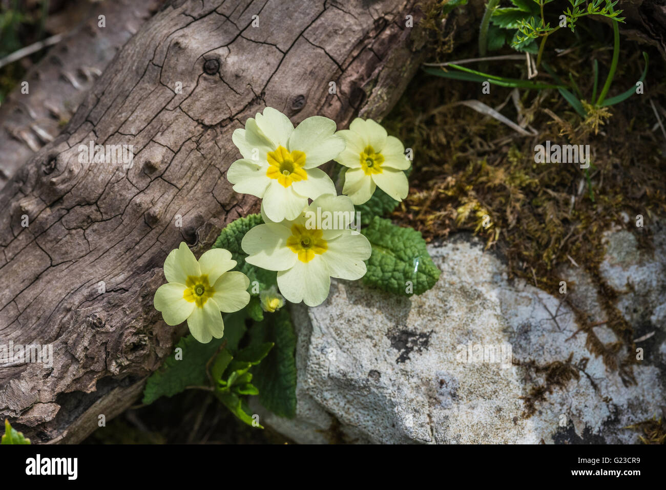 Primrose, Primula vulgaris Foto Stock