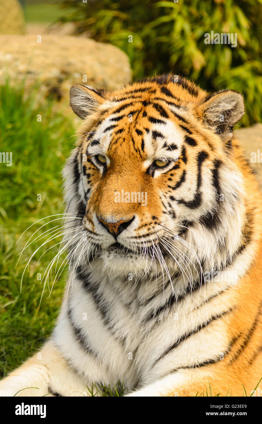 Tigre di Amur (Panthera tigris altaica) in condizioni controllate presso la flora e fauna del patrimonio della Fondazione Smarden Kent REGNO UNITO Foto Stock