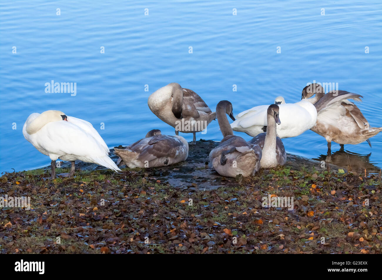 Cigno famiglia. Foto Stock