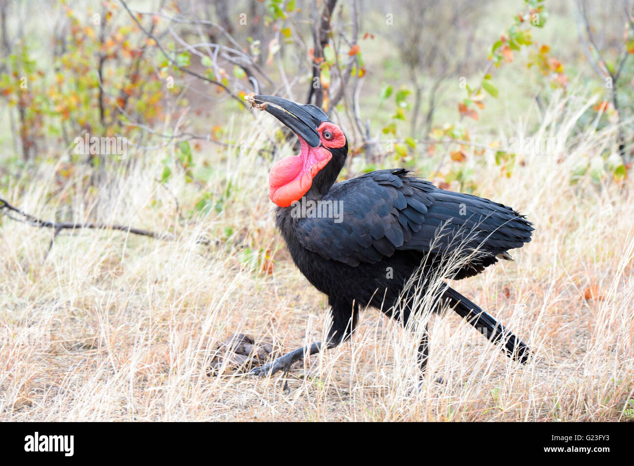 Massa meridionale-hornbill (bucorvus leadbeateri) con catturato il cibo, Kruger National Park, Sud Africa Foto Stock