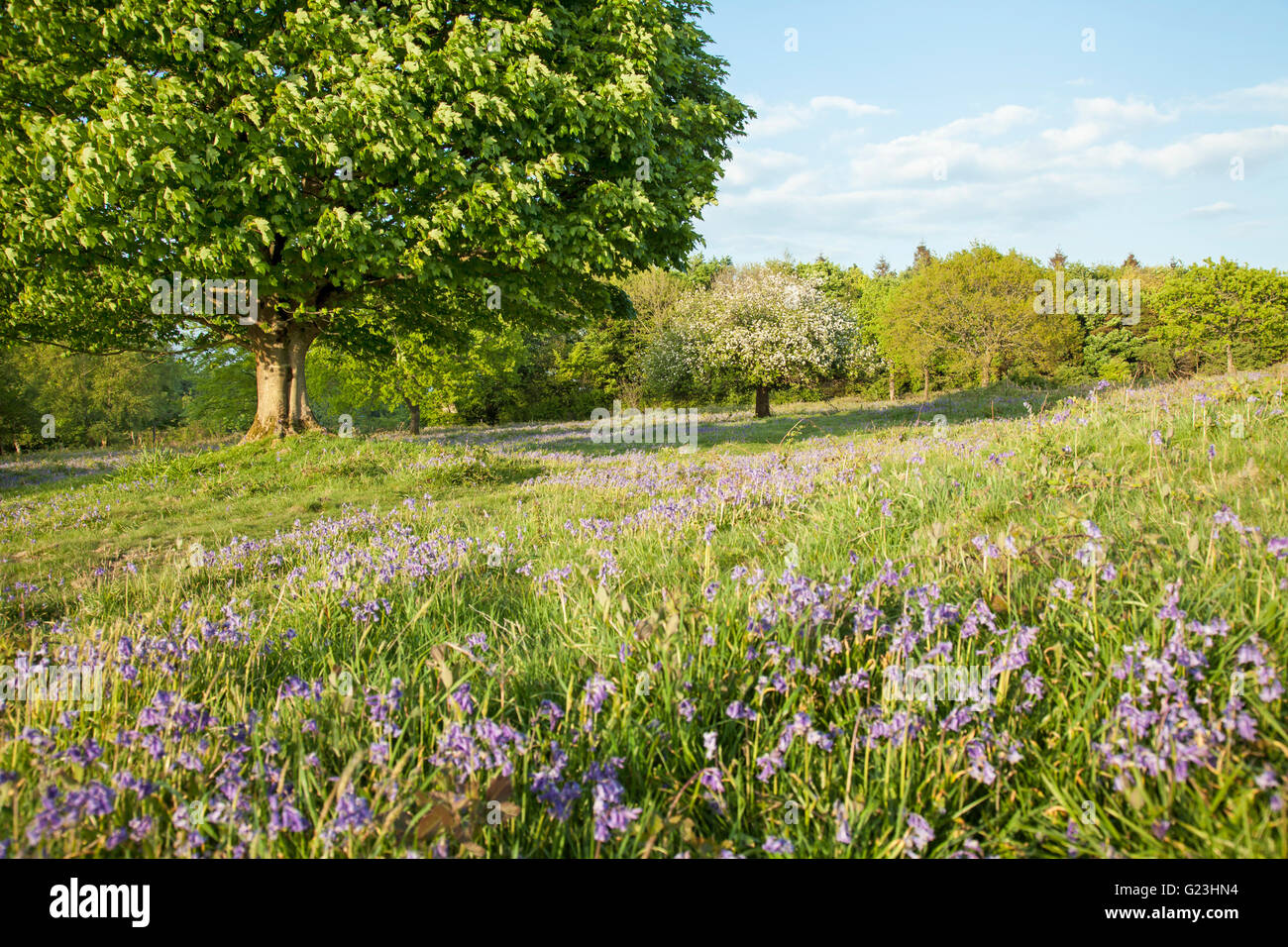 Bluebells ondeggianti su un giorno di primavera, preso in Burrington Combe, Somerset Foto Stock