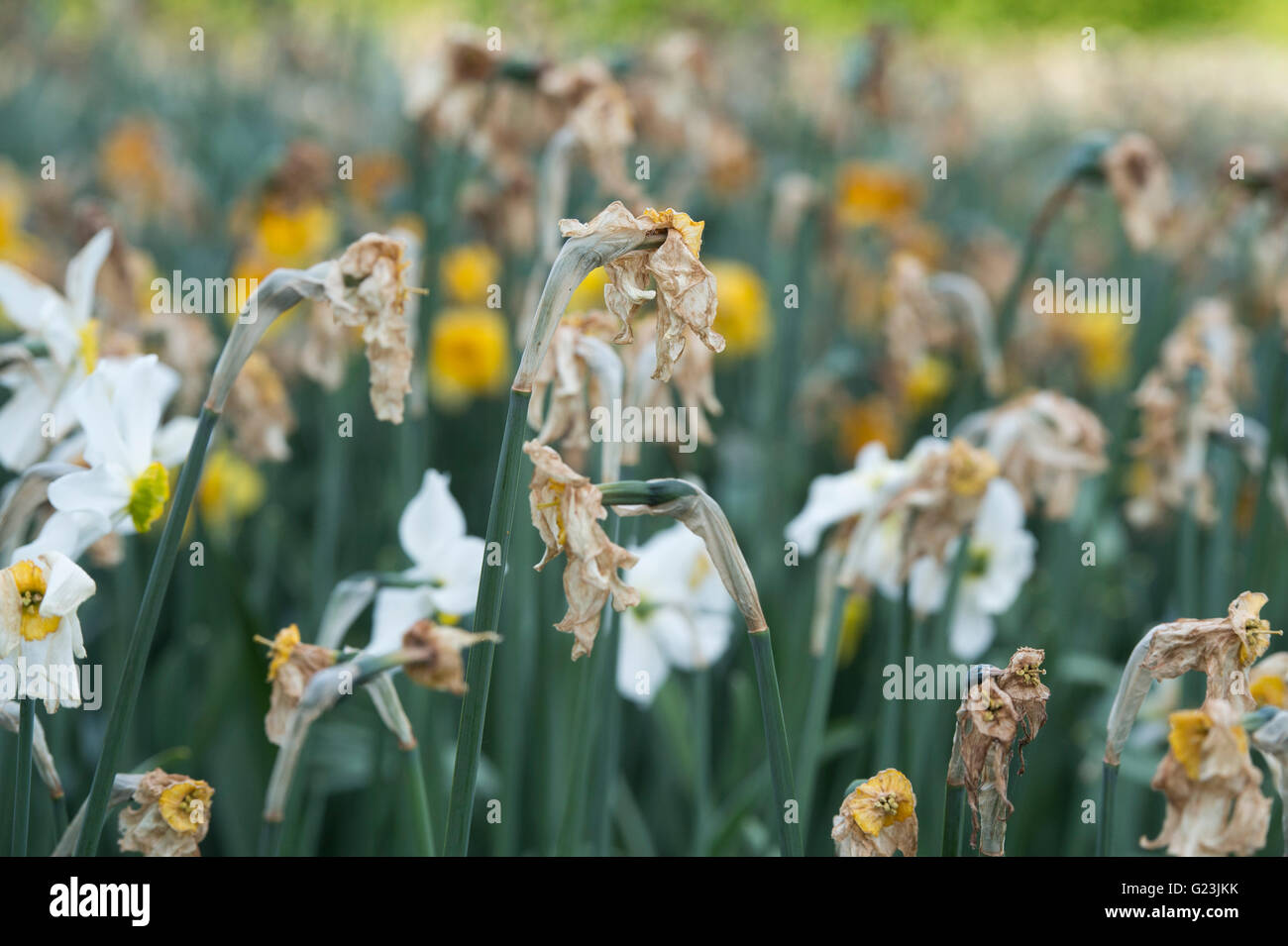 Dead daffodil fiori in un giardino. Regno Unito Foto Stock