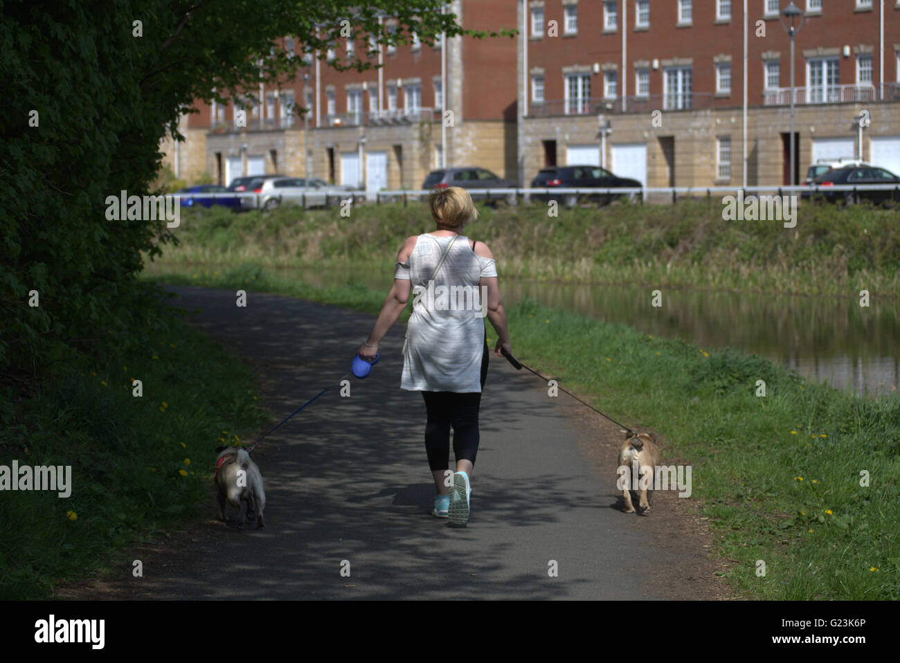 Donna cani a piedi sulla strada alzaia sul canale di Forth e Clyde, Glasgow, Scotland, Regno Unito. Foto Stock