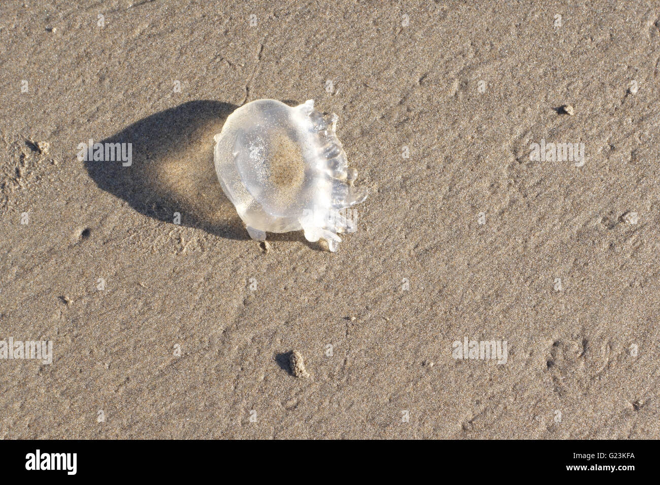 Medusa trasparente soft shell beach Foto Stock