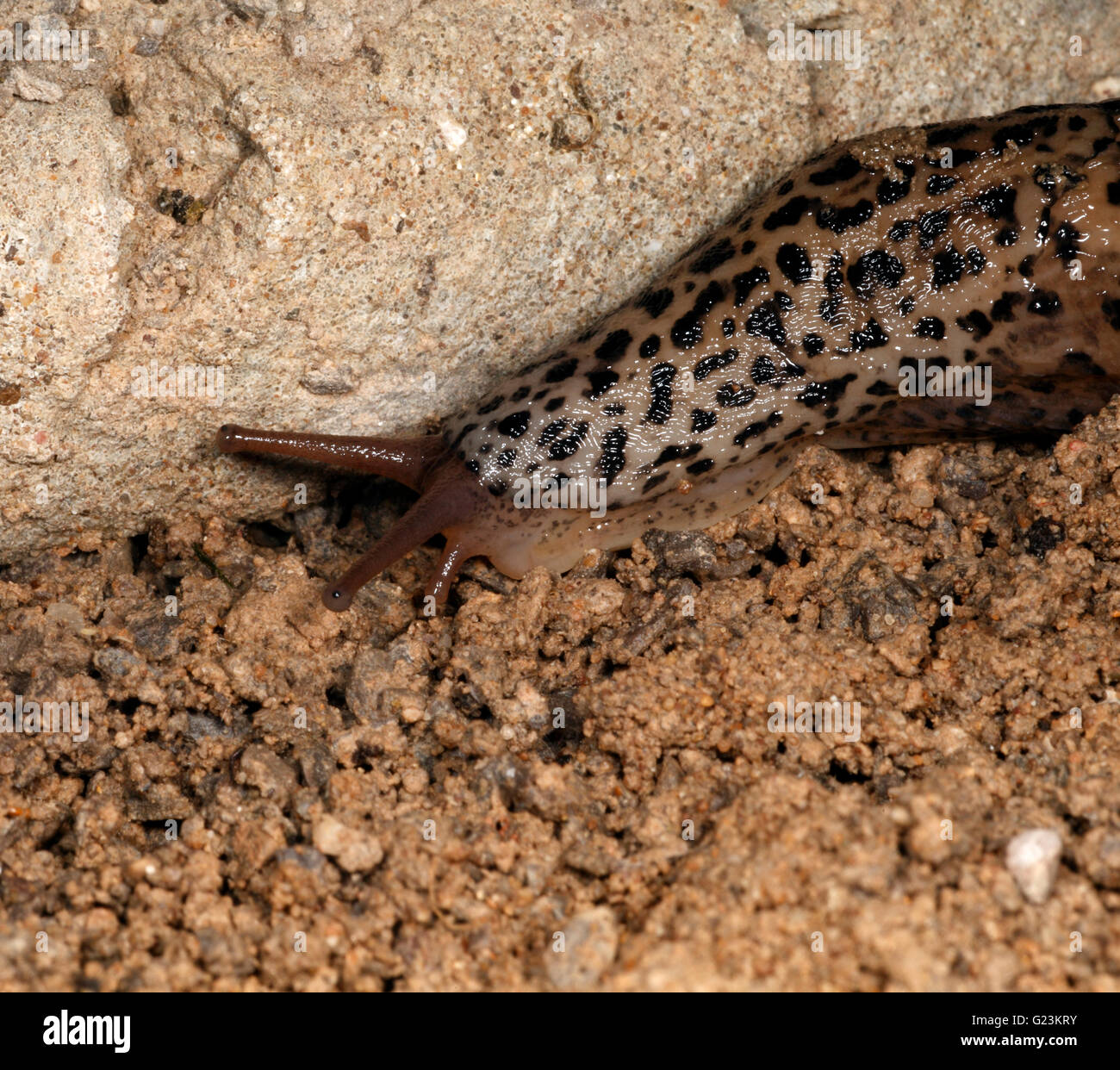 Leopard Slug Limax maximus. Si nutre di altri tondi. Foto Stock