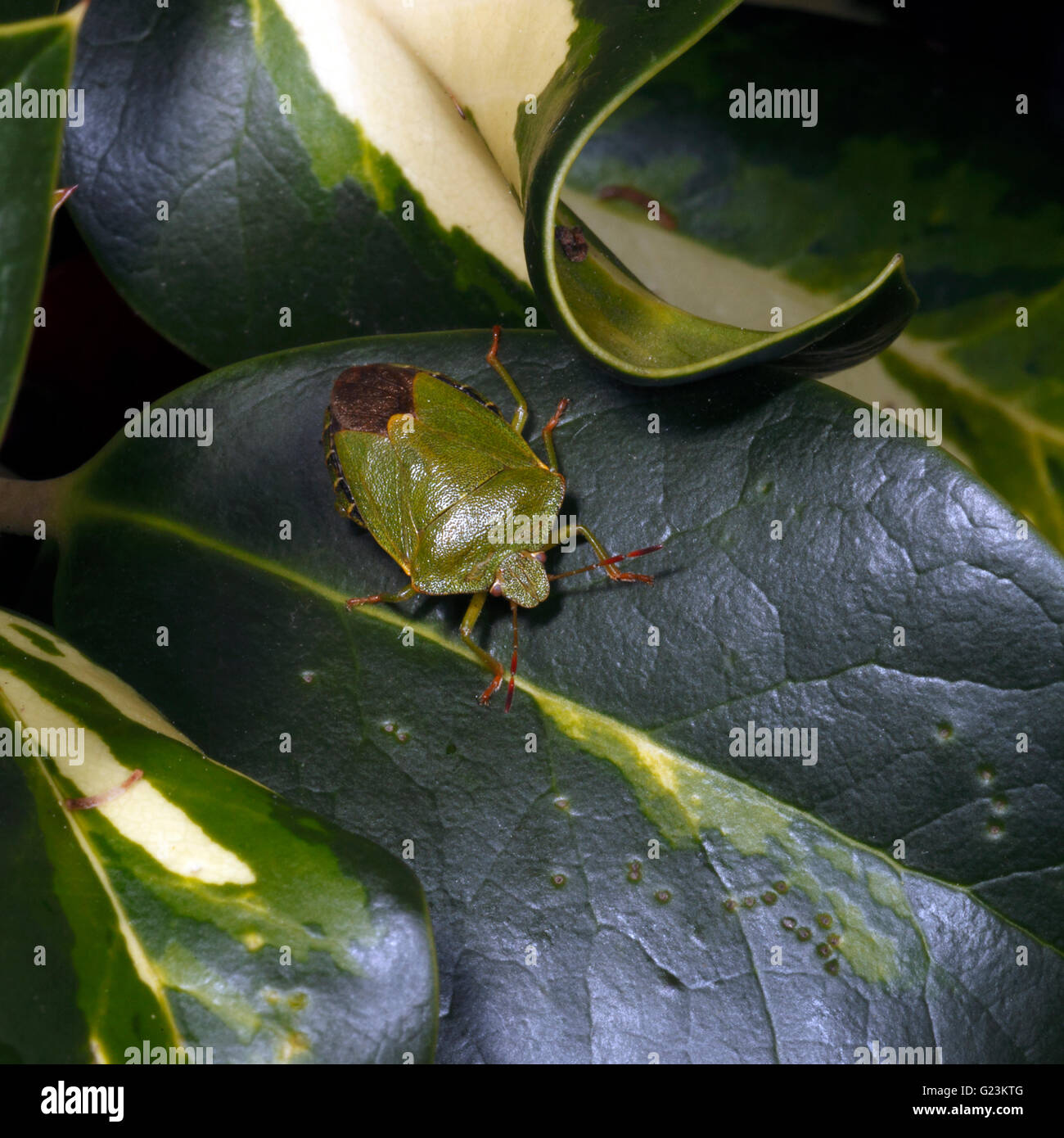 Comune shieldbug verde sulla variegata di edera. Palomena prasina comune Shieldbug verde. Famiglia: Pentatomidae Foto Stock