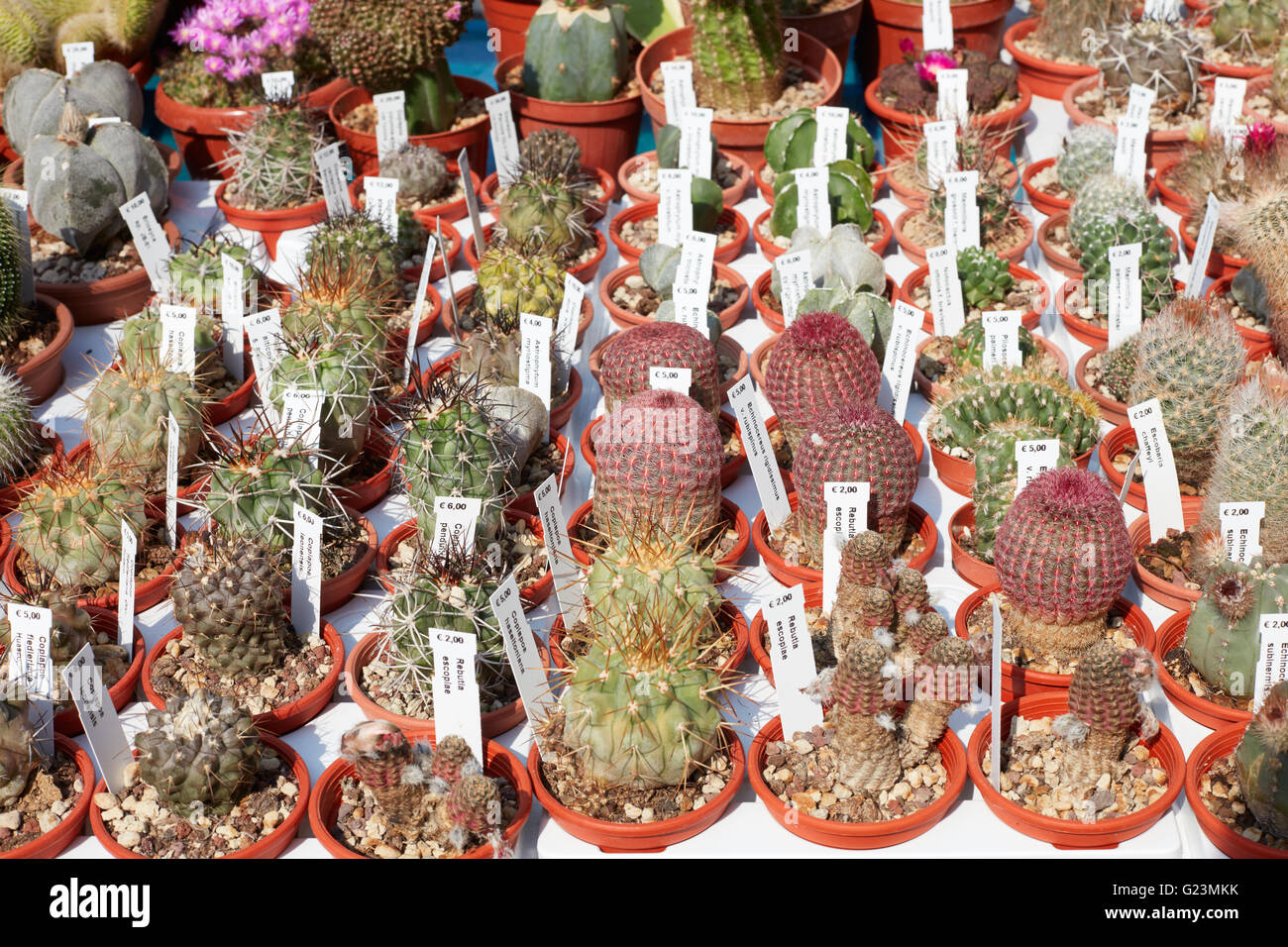 Le piante succulente raccolta in piccoli vasi con tag, vivaio Foto Stock