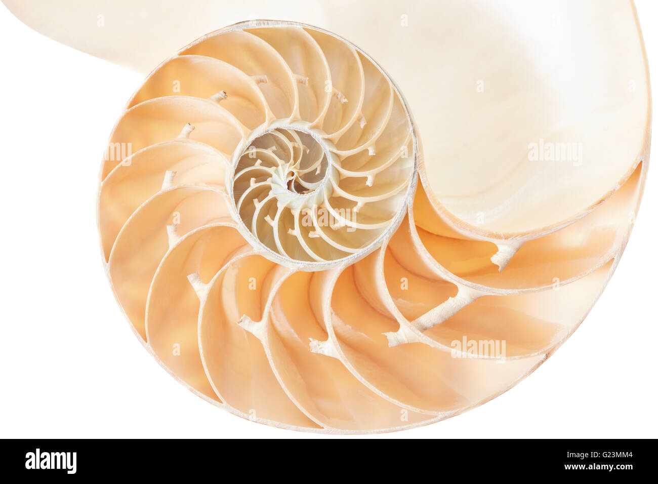 Nautilus sezione di guscio, perfetto modello di Fibonacci su bianco, tracciato di ritaglio Foto Stock
